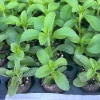 Stevia Rebaudiana Live Plant, Well-Rooted Plug, Natural Sweetener Herb - Image 1