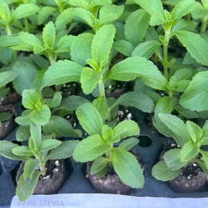 Stevia Rebaudiana Live Plant, Well-Rooted Plug, Natural Sweetener Herb - Image 1