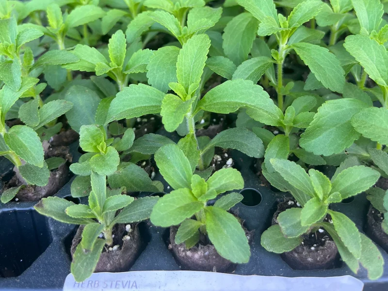 Stevia Rebaudiana Live Plant, Well-Rooted Plug, Natural Sweetener Herb - Image 1