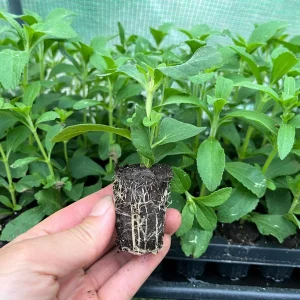 Stevia Rebaudiana Live Plant, Well-Rooted Plug, Natural Sweetener Herb - Image 4