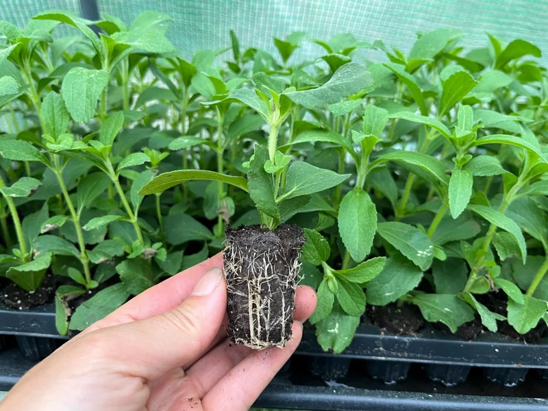 Stevia Rebaudiana Live Plant, Well-Rooted Plug, Natural Sweetener Herb - Image 4