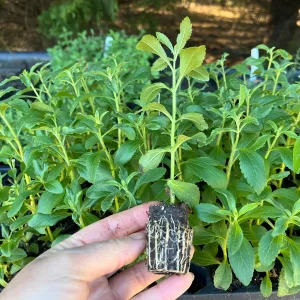 Stevia Rebaudiana Live Plant, Well-Rooted Plug, Natural Sweetener Herb - Image 5