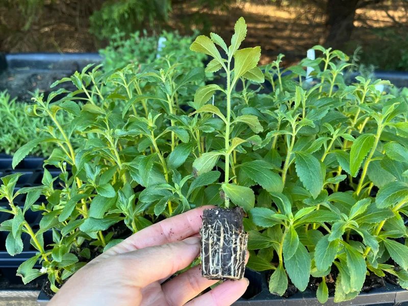 Stevia Rebaudiana Live Plant, Well-Rooted Plug, Natural Sweetener Herb - Image 5