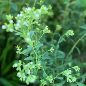 Stevia Rebaudiana Live Plant, Well-Rooted Plug, Natural Sweetener Herb - Image 6