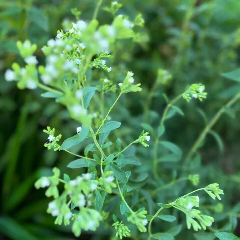 Stevia Rebaudiana Live Plant, Well-Rooted Plug, Natural Sweetener Herb - Image 6
