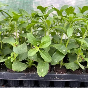 Stevia Rebaudiana Live Plant, Well-Rooted Plug, Natural Sweetener Herb - Image 7