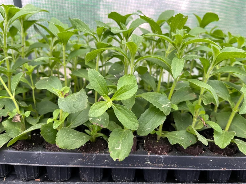 Stevia Rebaudiana Live Plant, Well-Rooted Plug, Natural Sweetener Herb - Image 7