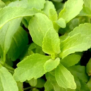 Stevia Rebaudiana Live Plant, Well-Rooted Plug, Natural Sweetener Herb - Image 8