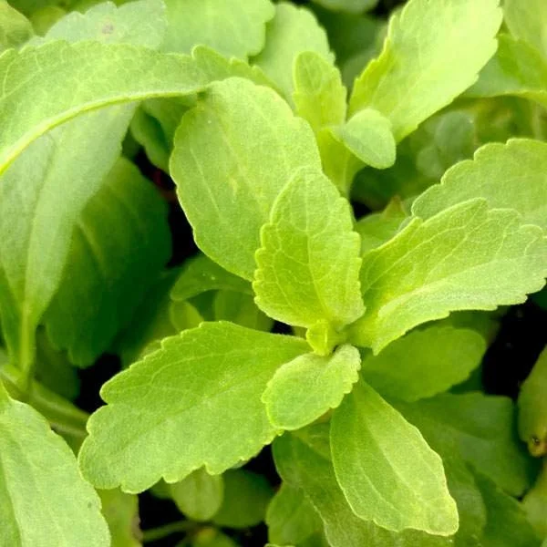 Stevia Rebaudiana Live Plant, Well-Rooted Plug, Natural Sweetener Herb - Image 8
