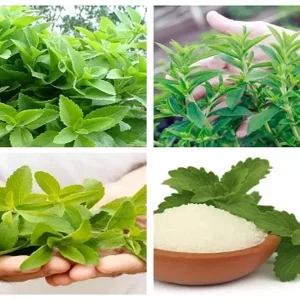 Stevia Rebaudiana Seeds - Over 400 Organic Non-GMO Natural Sweetener Seeds - Image 2