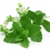 Stevia Rebaudiana Seeds - Over 400 Organic Non-GMO Natural Sweetener Seeds - Image 1