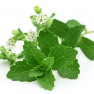 Stevia Rebaudiana Seeds - Over 400 Organic Non-GMO Natural Sweetener Seeds - Image 1