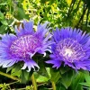 Stokesia 'Blue Danube' Live Plant – Perennial Flower – Blue – 2.5x3.5 Inch Pot - Image 1