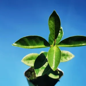 Strawberry Guava Live Plant - Psidium cattleyanum - 5-9 inch Tall - Edible Fruit Tree - Image 2