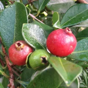 Strawberry Guava Live Plant - Psidium cattleyanum - 5-9 inch Tall - Edible Fruit Tree - Image 3