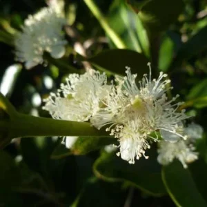 Strawberry Guava Live Plant - Psidium cattleyanum - 5-9 inch Tall - Edible Fruit Tree - Image 4