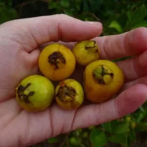 Strawberry Guava Live Plant - Psidium cattleyanum - 5-9 inch Tall - Edible Fruit Tree - Image 5