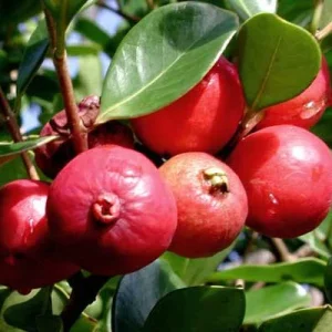 Strawberry Guava Live Plant - Psidium cattleyanum - 5-9 inch Tall - Edible Fruit Tree - Image 6