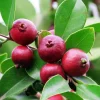 Strawberry Guava Live Plant - Psidium cattleyanum - 5-9 inch Tall - Edible Fruit Tree - Image 1