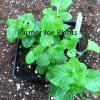 Strawberry Mint Live Plant – 4 inch Pot – Fragrant Culinary Herb - Image 1