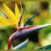 Strelitzia Mandelas Gold Bird of Paradise Live Plant – 4 inch Starter Pot – Yellow Gold Flowers – Indoor/Outdoor - Image 1