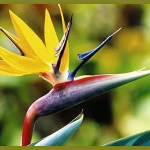 Strelitzia Mandelas Gold Bird of Paradise Live Plant – 4 inch Starter Pot – Yellow Gold Flowers – Indoor/Outdoor - Image 1