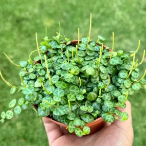 String of Turtles Live Plant, Trailing Succulent Houseplant, Peperomia Prostrata, 2.5, 4, 6 Inch Pot - Image 2