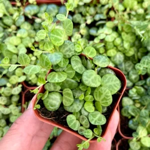 String of Turtles Live Plant, Trailing Succulent Houseplant, Peperomia Prostrata, 2.5, 4, 6 Inch Pot - Image 3
