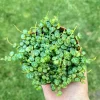 String of Turtles Live Plant, Trailing Succulent Houseplant, Peperomia Prostrata, 2.5, 4, 6 Inch Pot - Image 1