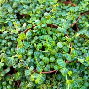 String of Turtles Live Plant, Trailing Succulent Houseplant, Peperomia Prostrata, 2.5, 4, 6 Inch Pot - Image 4