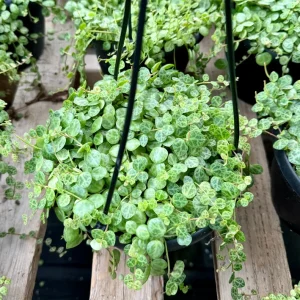 String of Turtles Live Plant, Trailing Succulent Houseplant, Peperomia Prostrata, 2.5, 4, 6 Inch Pot - Image 5