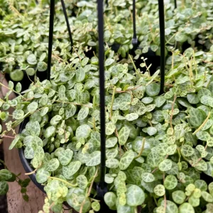 String of Turtles Live Plant, Trailing Succulent Houseplant, Peperomia Prostrata, 2.5, 4, 6 Inch Pot - Image 6
