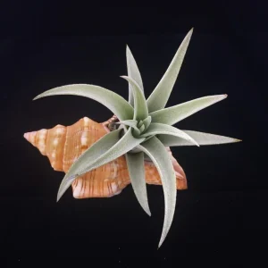 Stripped Fox Seashell 5"+ Single Shell for Air Plant Terrariums & Decor - Image 2