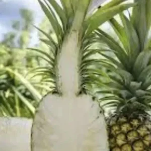 Sugar Loaf Pineapple Plant - Live Tropical Fruit - Edible Fruit Tree - 4 inch tall - Image 2