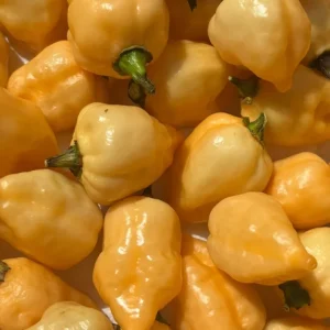 Sugar Rush Cream Chili Live Plant - 3 Pack, Super Hot Pepper, 5,000-15,000 SHU - Image 2
