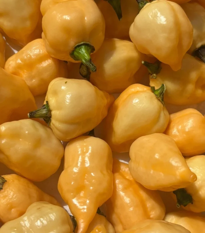 Sugar Rush Cream Chili Live Plant - 3 Pack, Super Hot Pepper, 5,000-15,000 SHU - Image 2