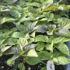 Sugar Rush Cream Chili Live Plant - 3 Pack, Super Hot Pepper, 5,000-15,000 SHU - Image 1