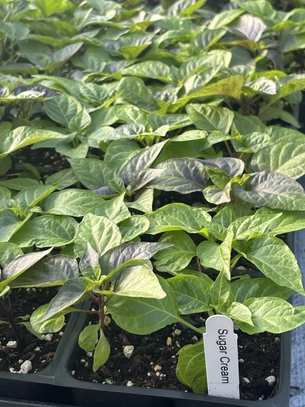 Sugar Rush Cream Chili Live Plant - 3 Pack, Super Hot Pepper, 5,000-15,000 SHU - Image 1