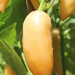Sugar Rush Peach Chili Live Plants - 3-Pack Super Hot Pepper, 50k-100k SHU - Image 2