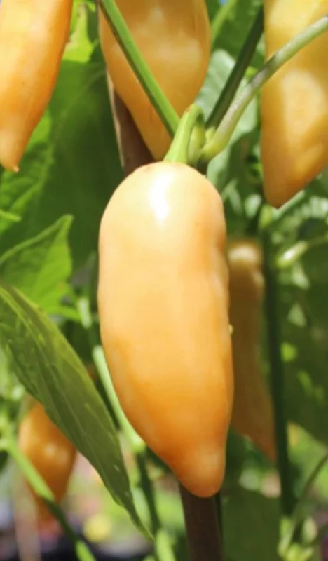 Sugar Rush Peach Chili Live Plants - 3-Pack Super Hot Pepper, 50k-100k SHU - Image 2