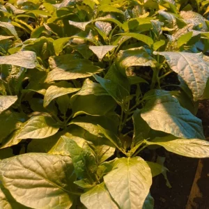 Sugar Rush Peach Chili Live Plants - 3-Pack Super Hot Pepper, 50k-100k SHU - Image 3