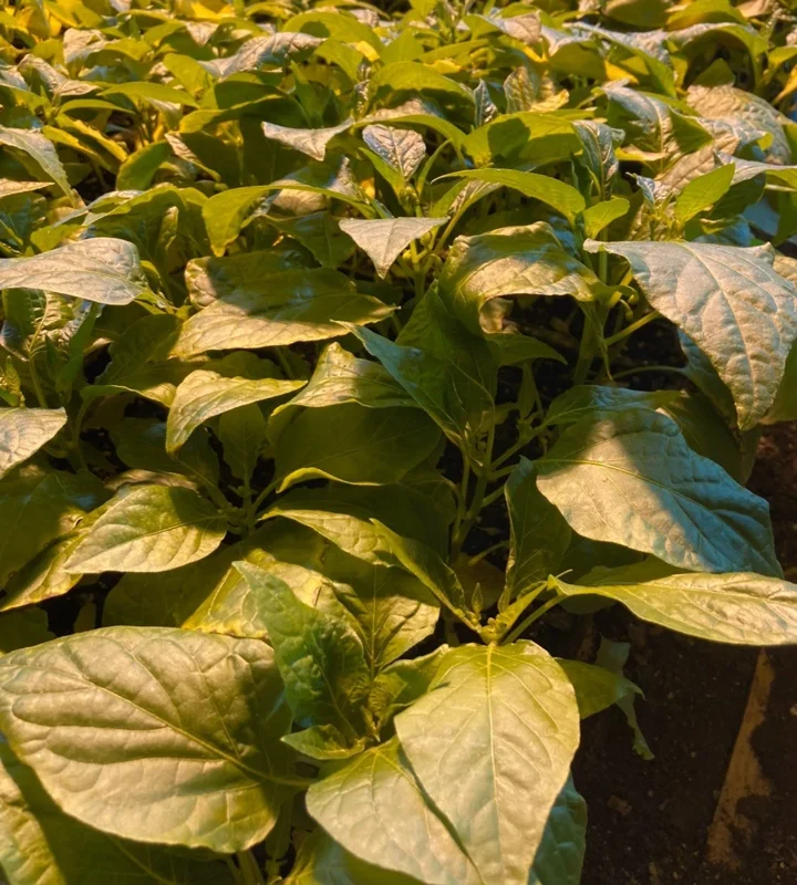 Sugar Rush Peach Chili Live Plants - 3-Pack Super Hot Pepper, 50k-100k SHU - Image 3