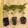 Sugar Rush Peach Chili Live Plants - 3-Pack Super Hot Pepper, 50k-100k SHU - Image 1