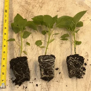 Sugar Rush Peach Chili Live Plants - 3-Pack Super Hot Pepper, 50k-100k SHU - Image 1