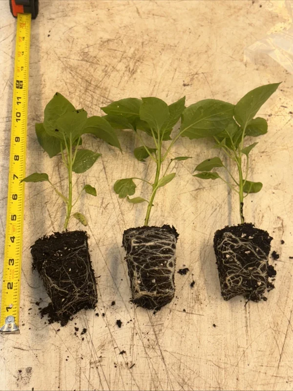 Sugar Rush Peach Chili Live Plants - 3-Pack Super Hot Pepper, 50k-100k SHU - Image 1