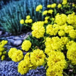 Sulphurflower Buckwheat Seeds - Eriogonum umbellatum Yellow Flower - Image 2