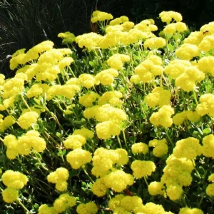 Sulphurflower Buckwheat Seeds - Eriogonum umbellatum Yellow Flower - Image 3