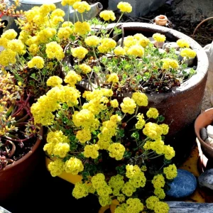Sulphurflower Buckwheat Seeds - Eriogonum umbellatum Yellow Flower - Image 4