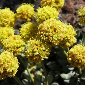 Sulphurflower Buckwheat Seeds - Eriogonum umbellatum Yellow Flower - Image 5