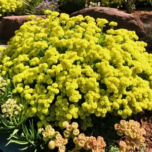 Sulphurflower Buckwheat Seeds - Eriogonum umbellatum Yellow Flower - Image 6